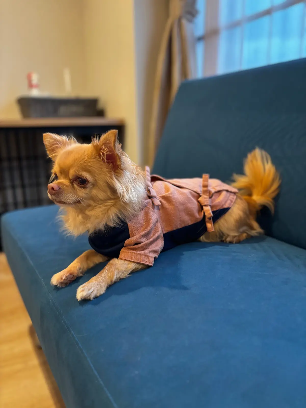 愛犬とお泊まりできる伊豆の温泉宿の画像_4