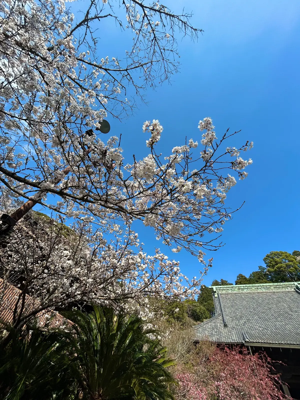 お花見　鎌倉桜　桜スポット　結婚式前撮りスポット　鎌倉グルメ　鎌倉桜　　鎌倉観光   妙本寺