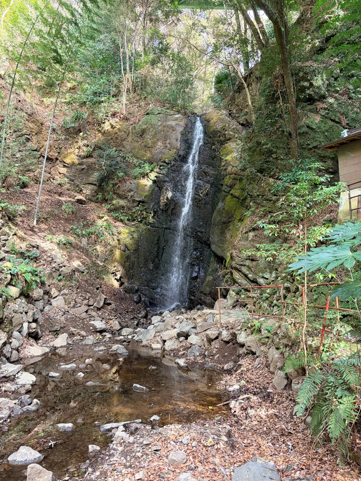 春の湯河原は、4000本の梅の花じゅうたの画像_15