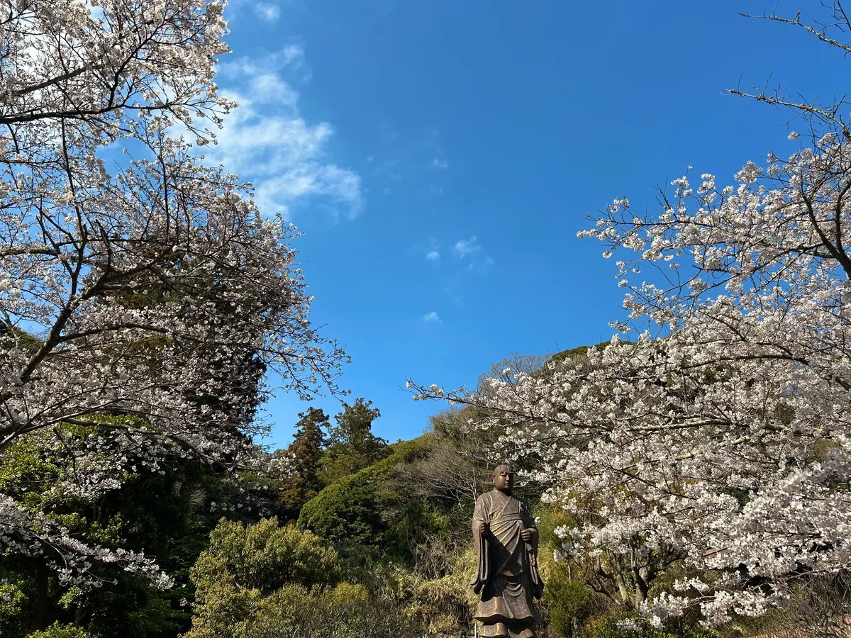 お花見　鎌倉の桜　お花見ランチ　鎌倉ランチ　鎌倉グルメ　鎌倉桜　　鎌倉観光  結婚式前撮り