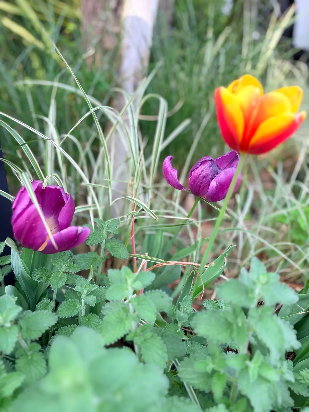 春らしい“デニム×ジャケット”でアラフィの画像_1