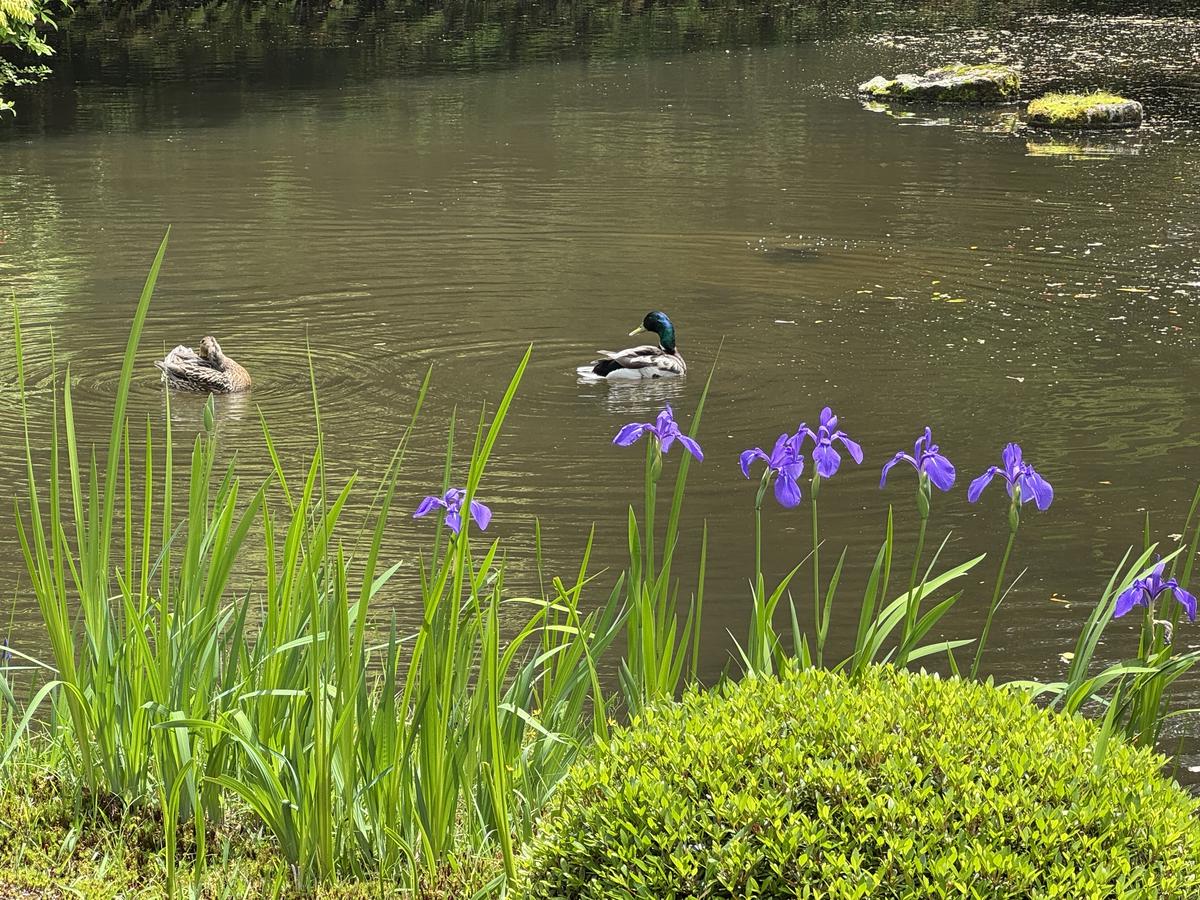 知恩院方丈庭園