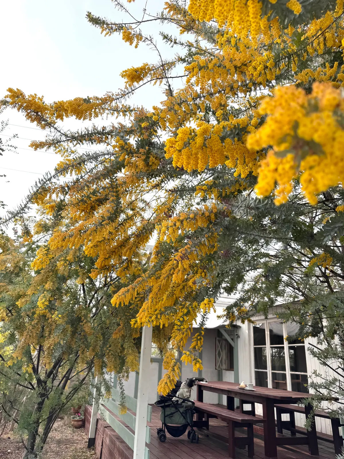 ミモザ咲くカフェ