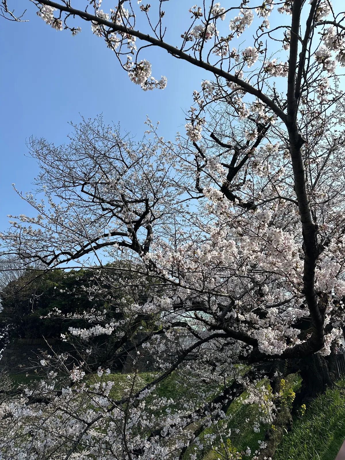 お花見　桜　九段下　千鳥ヶ淵　桜　2026　千代田のさくらまつり