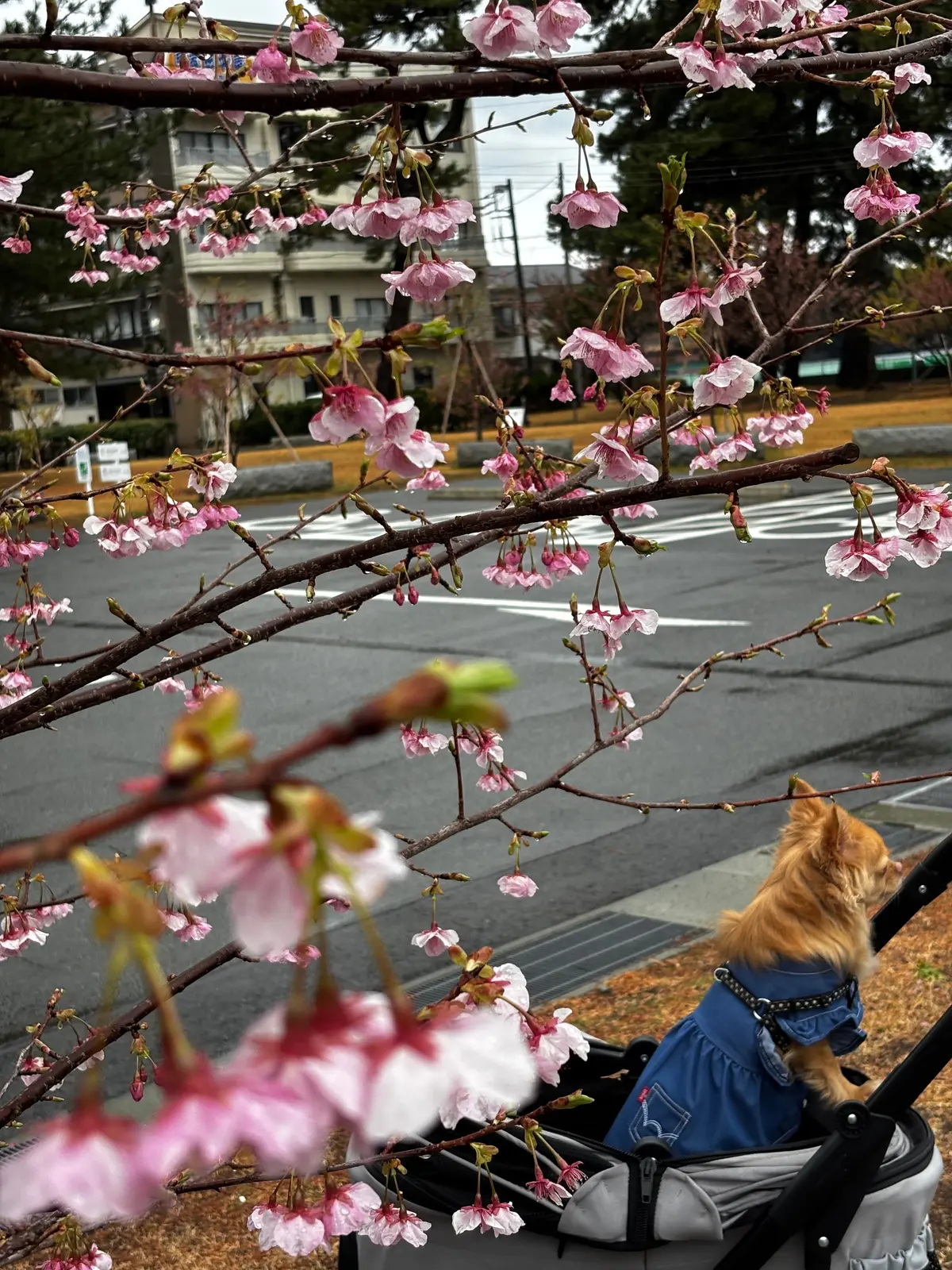 西伊豆へワンコとおでかけ♪日本一開花の早の画像_2