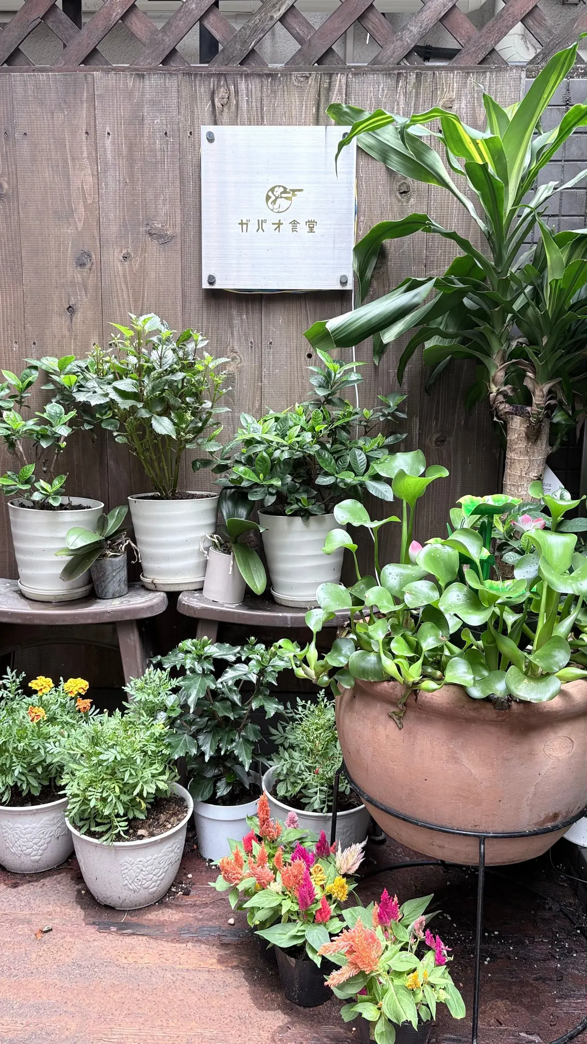 木製の柵の前に置かれた植木鉢植えの植物の寄せ植え。様々な種類の緑の植物が白や茶色の植木鉢に入り、木製の台に並べられている。右には大きな陶器鉢に入った植物があり、手前にピンクと赤の華やかな花が咲いている。