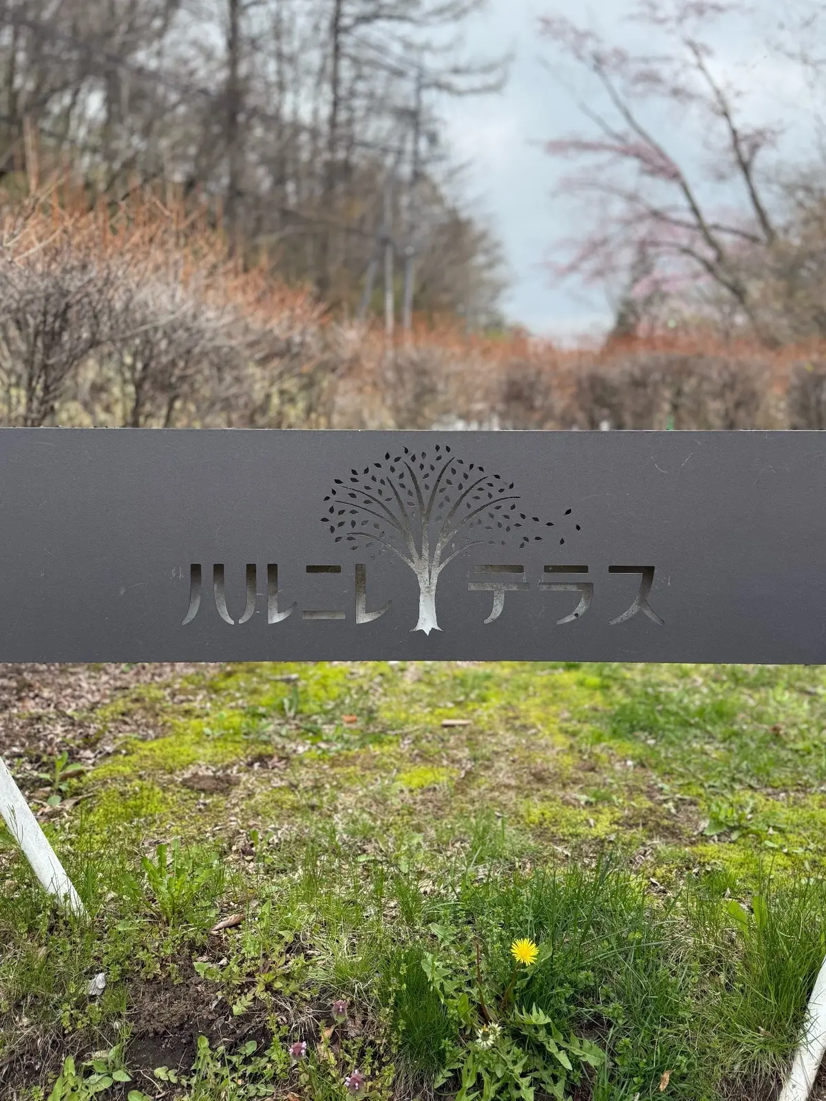 軽井沢　ハルニレテラス