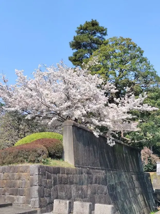 春の暖かさを感じて、皇居乾通り一般公開で桜散策。