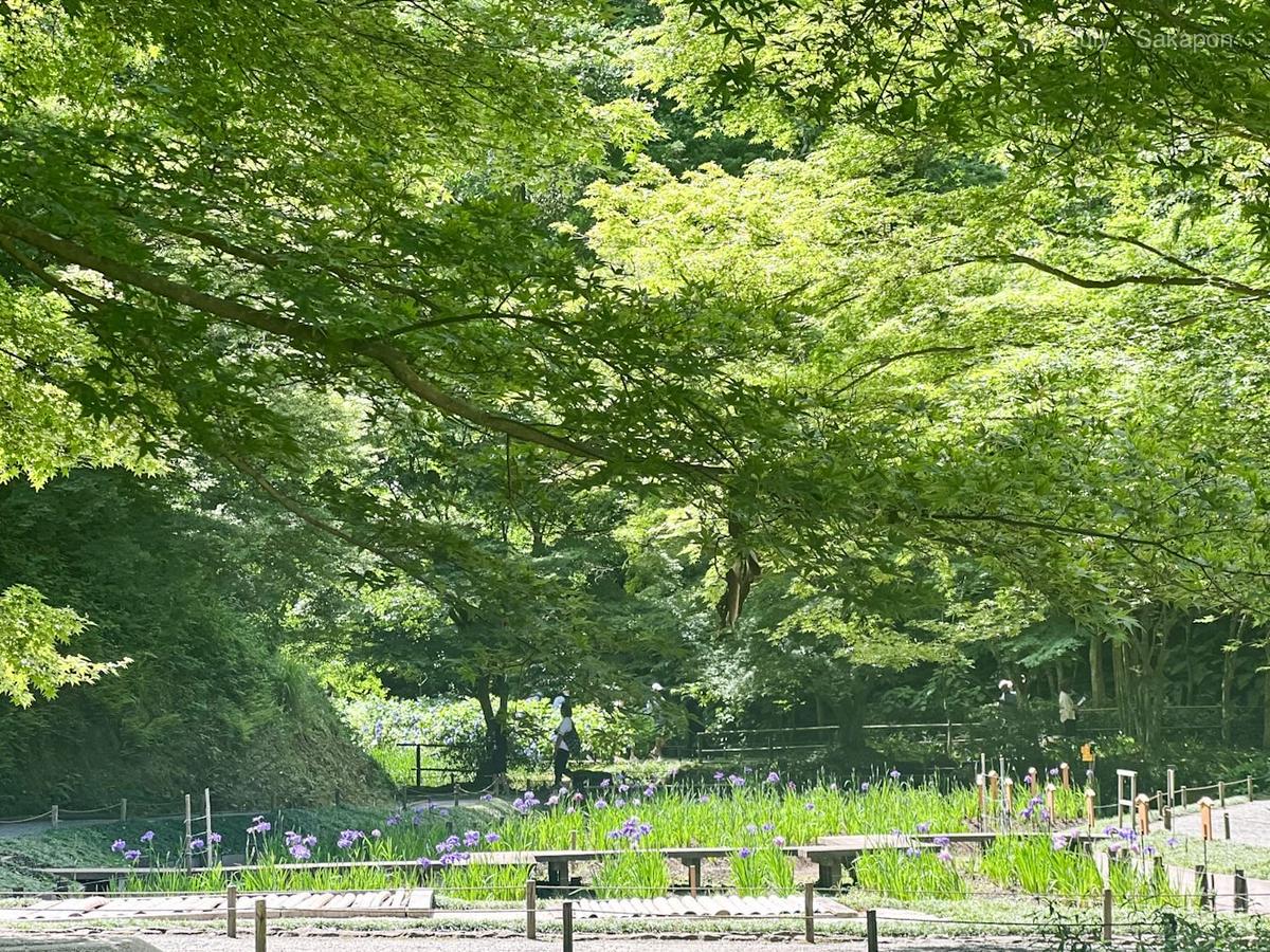 広葉樹が茂る公園の芝生エリアで、紫色のアジサイが列に植えられ、木製ベンチが配置されている