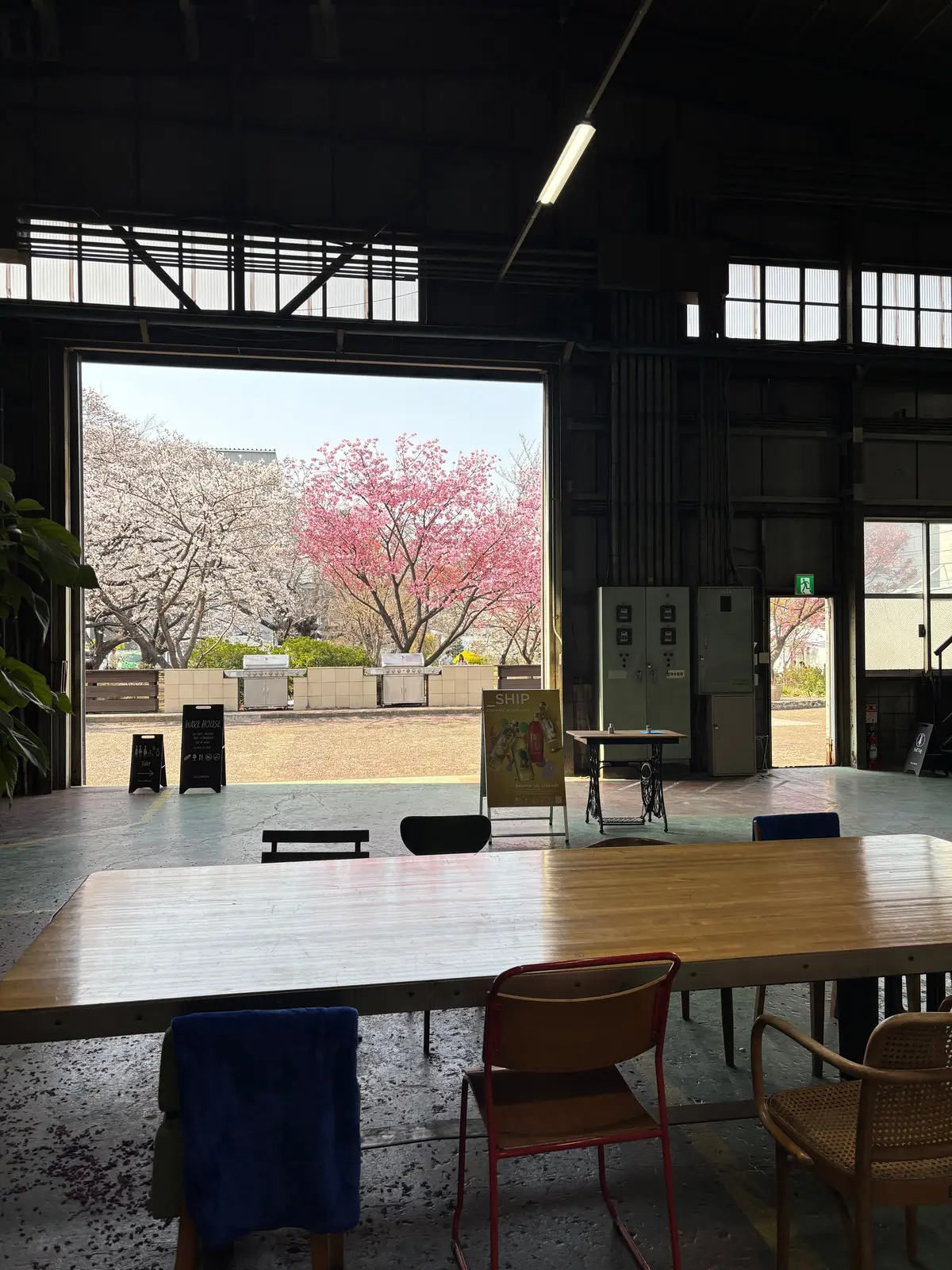 春を満喫。綺麗な桜を眺めながら食べられるの画像_6