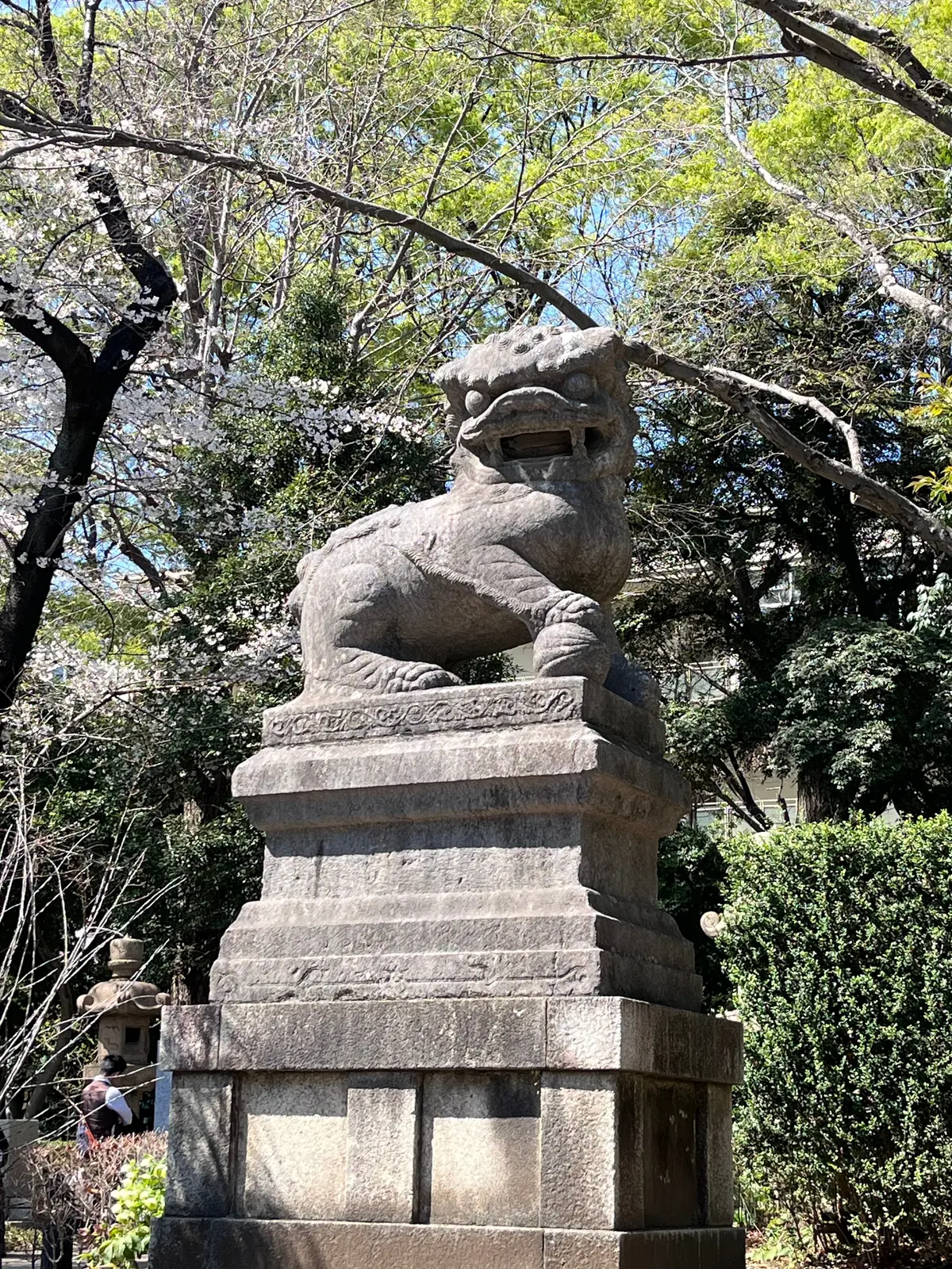 散ってしまう前にもう1回お花見🌸を♪の画像_11