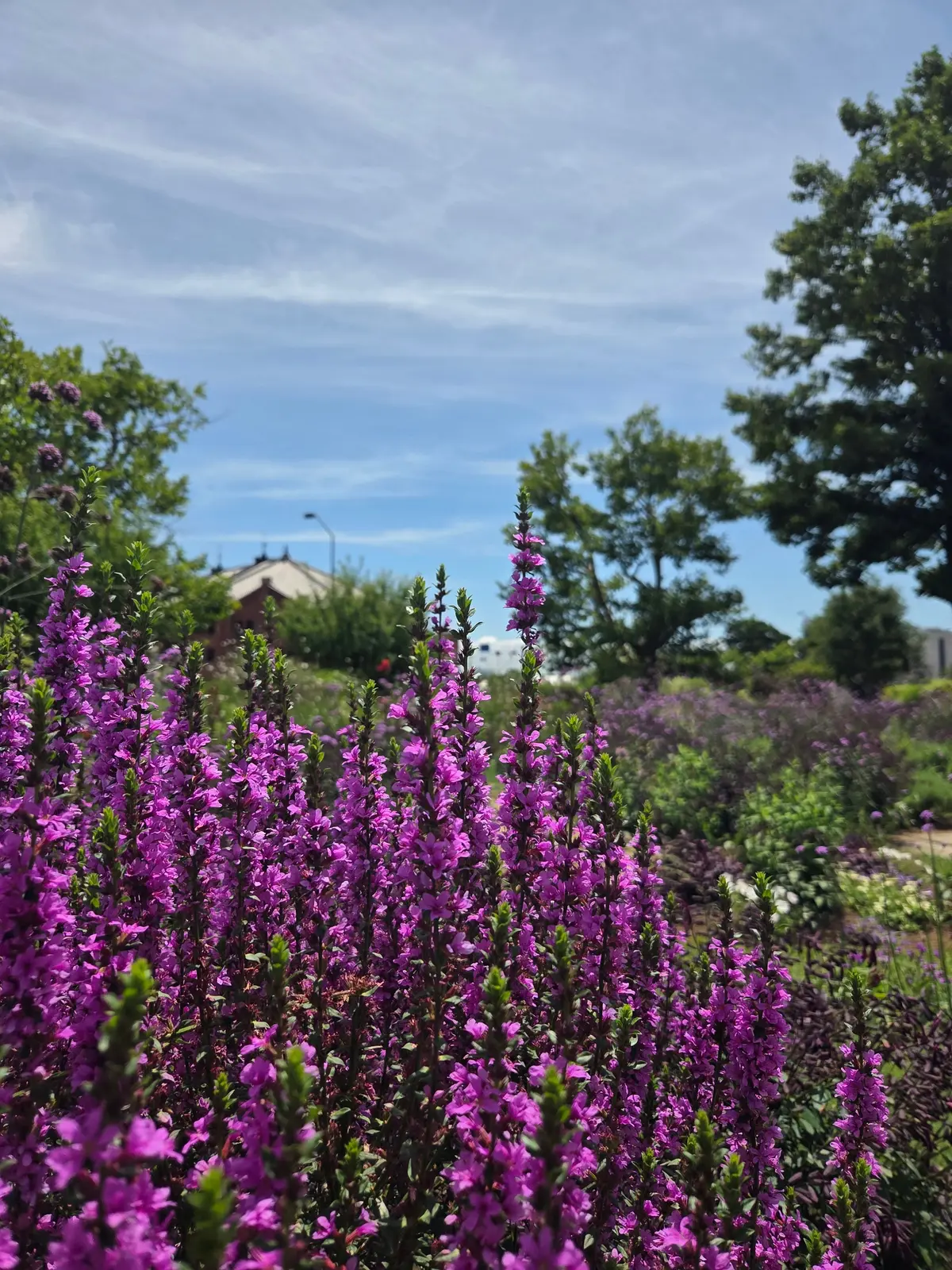 鮮やかな紫色の花が密集した茎に咲き、背景には緑の木々と青空が広がる庭園の風景。