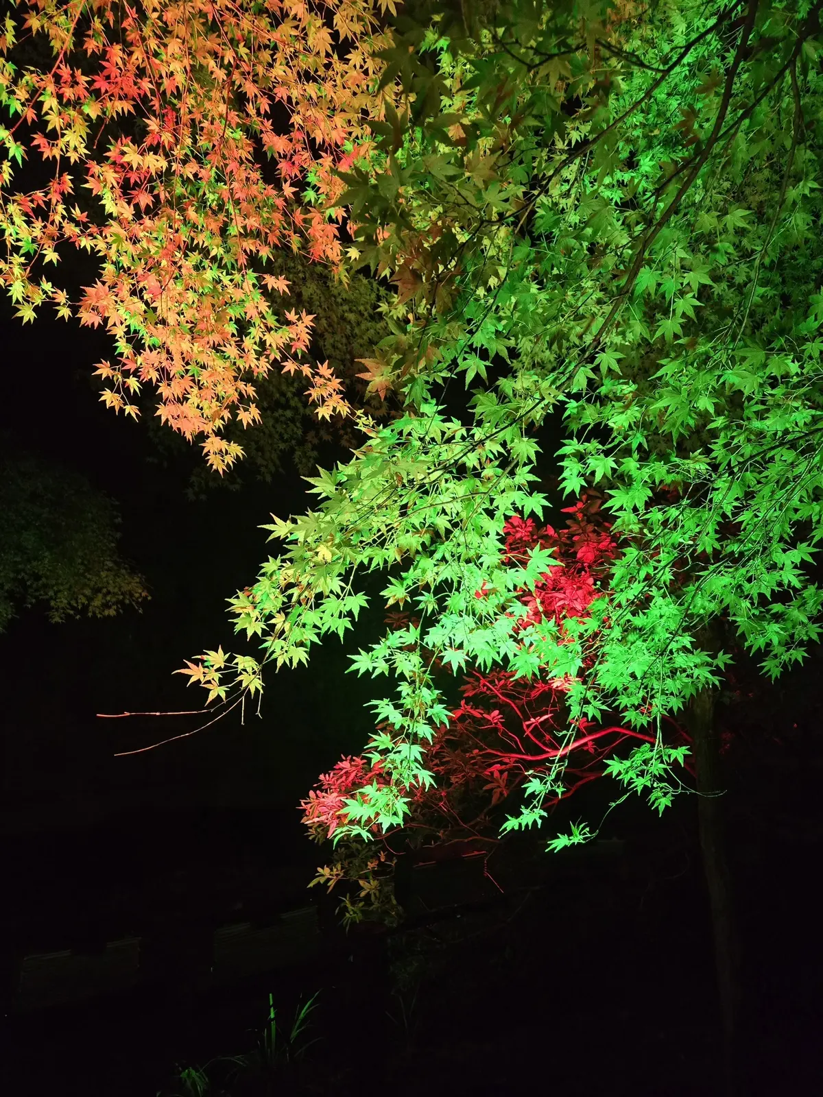 【ちばTrip】自然と光のアートが織り成の画像_8