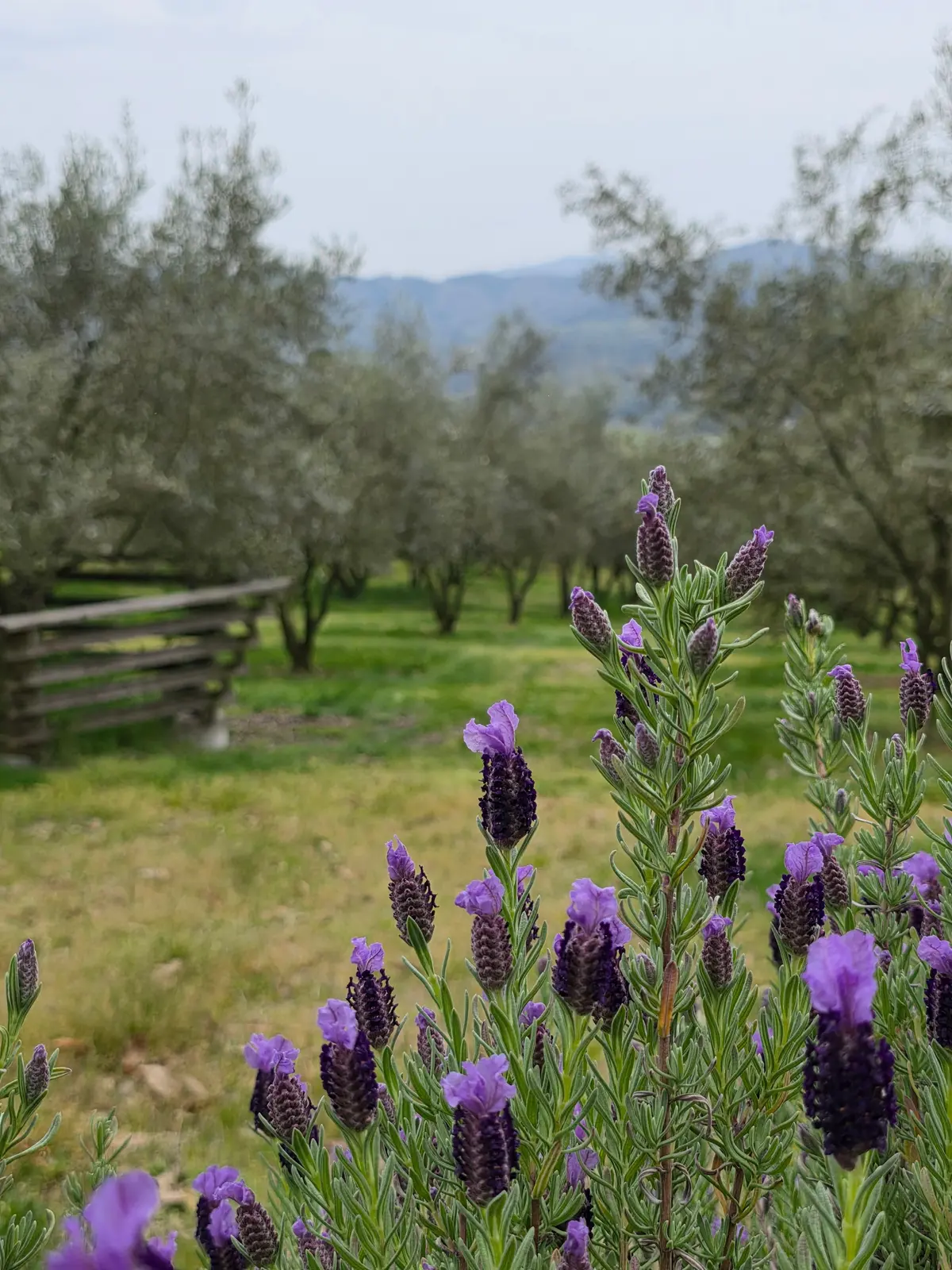 オリーブ園の素敵なカフェの画像_5