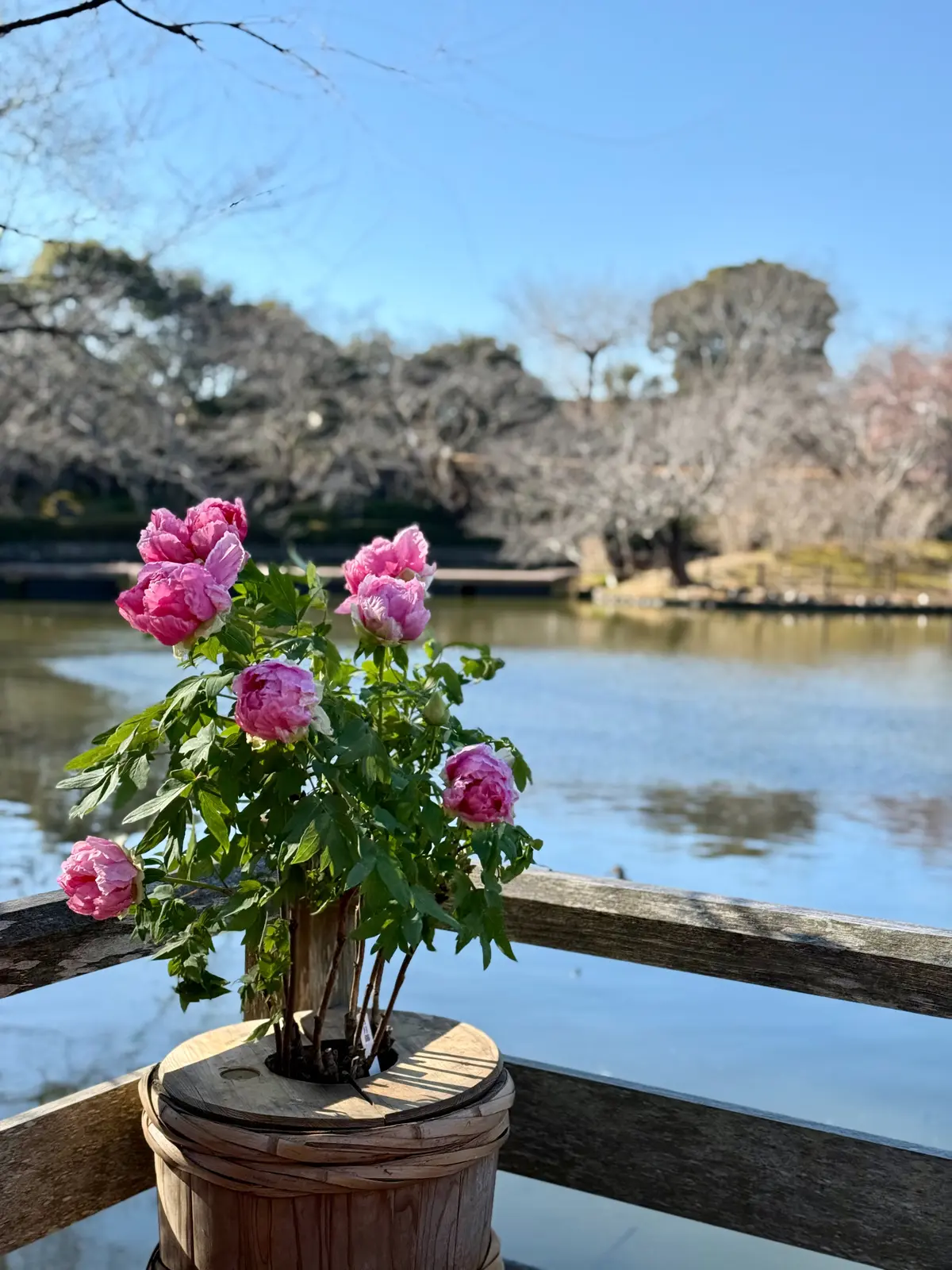 鎌倉　鶴岡八幡宮　境内　神苑ぼたん庭園