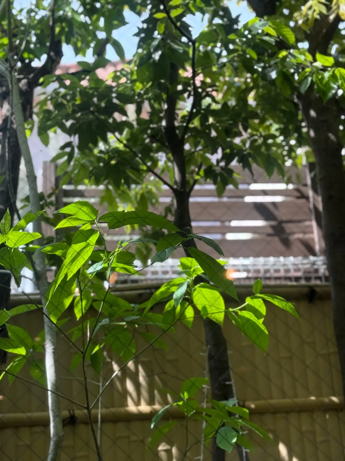 芦屋フレンチ北じま