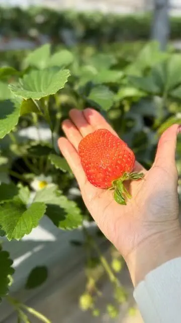 大きくて甘いいちご