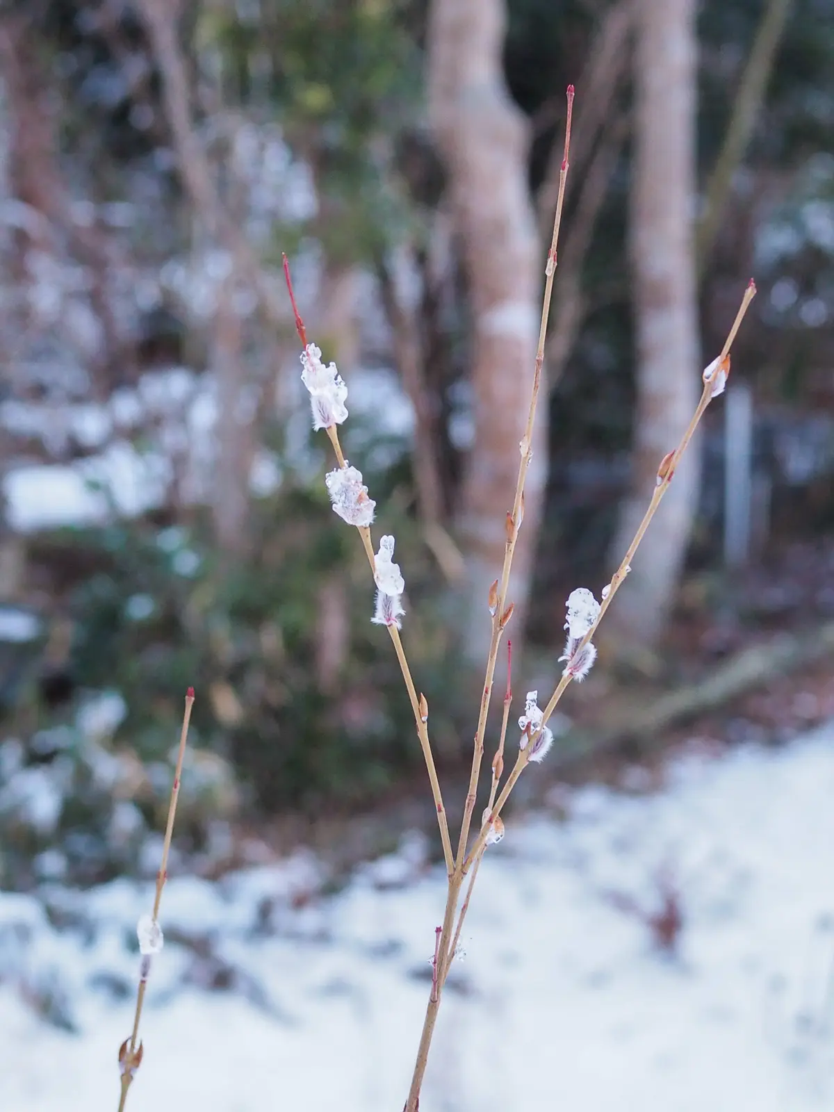 雪の里山暮しの画像_2