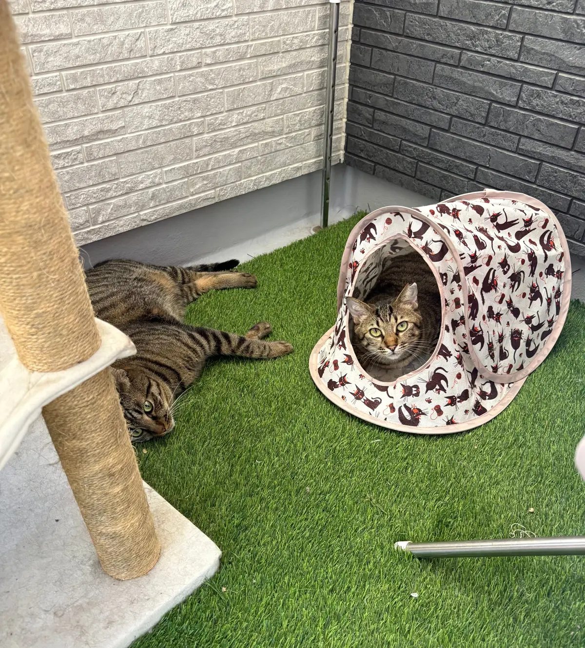 保護猫