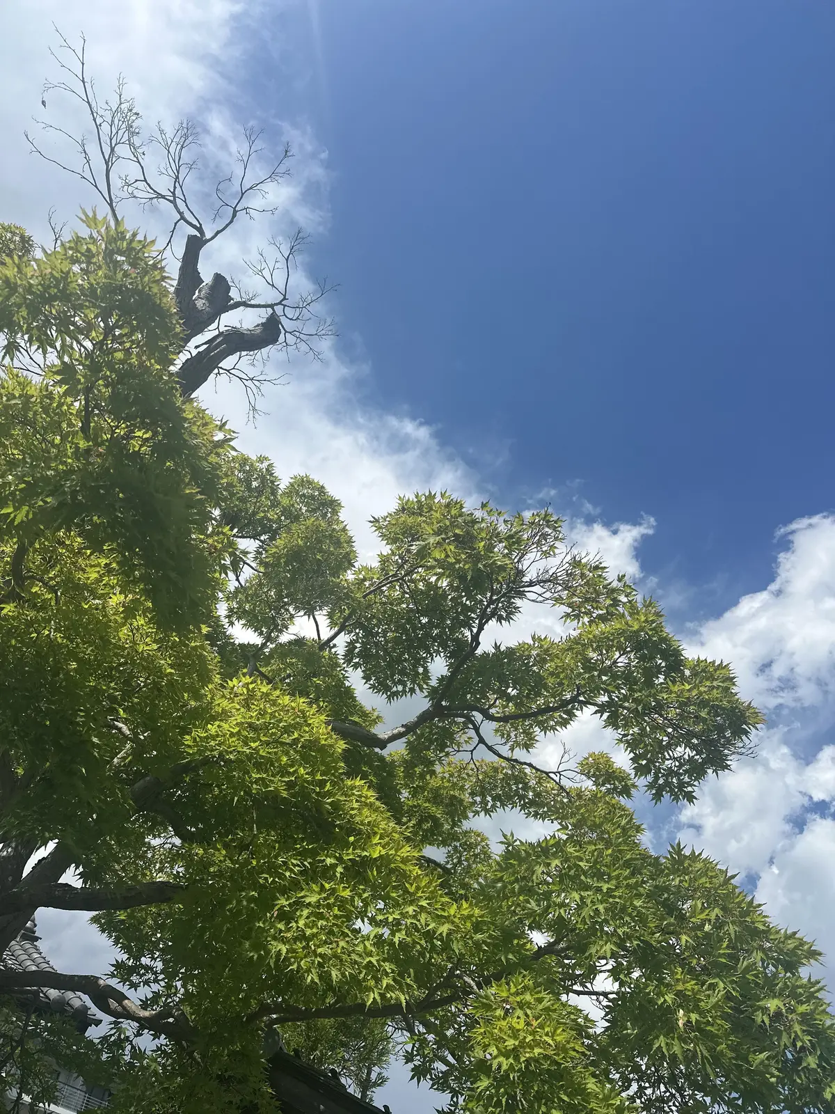 緑豊かなイチョウの木が青空の下に広がる