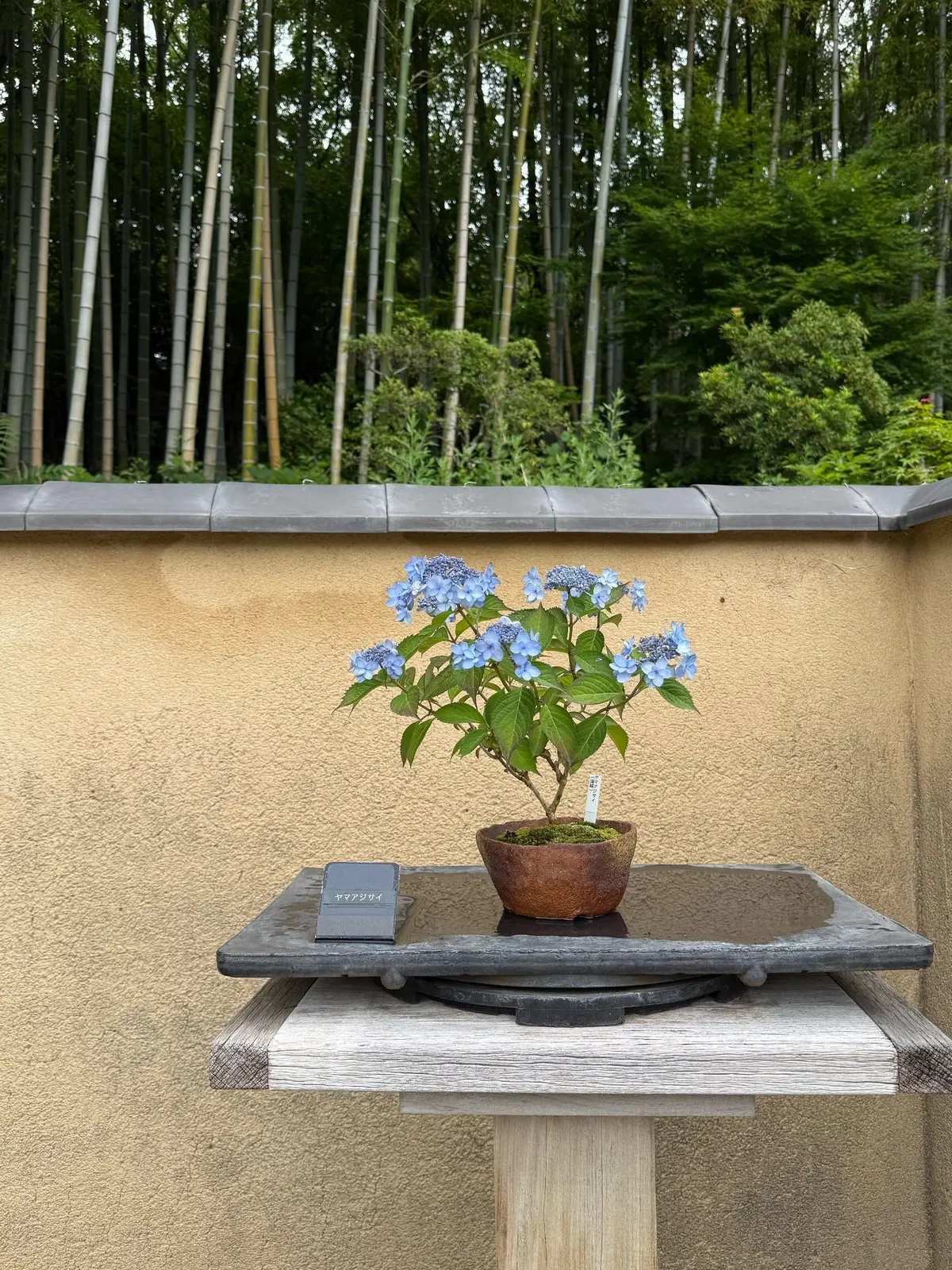 国営昭和記念公園、日本庭園、盆栽苑、青い花をつけた小さな盆栽が茶色い鉢に植えられ、石の台に置かれている。背景には竹林が広がる。