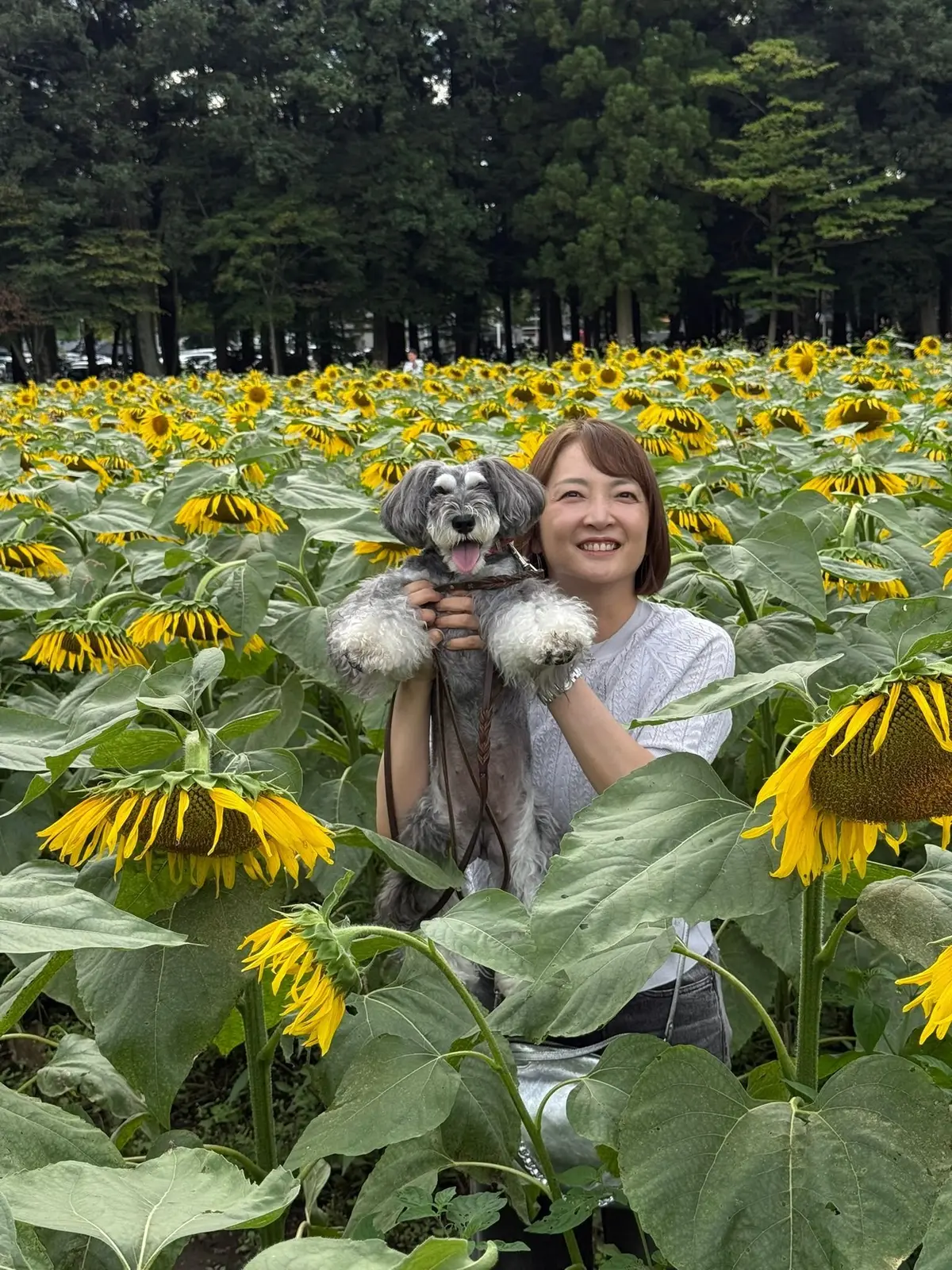 ひまわり畑で、笑顔の女性が灰色の毛並みの犬を抱いている。背景には木々と広大なひまわり畑が広がる。