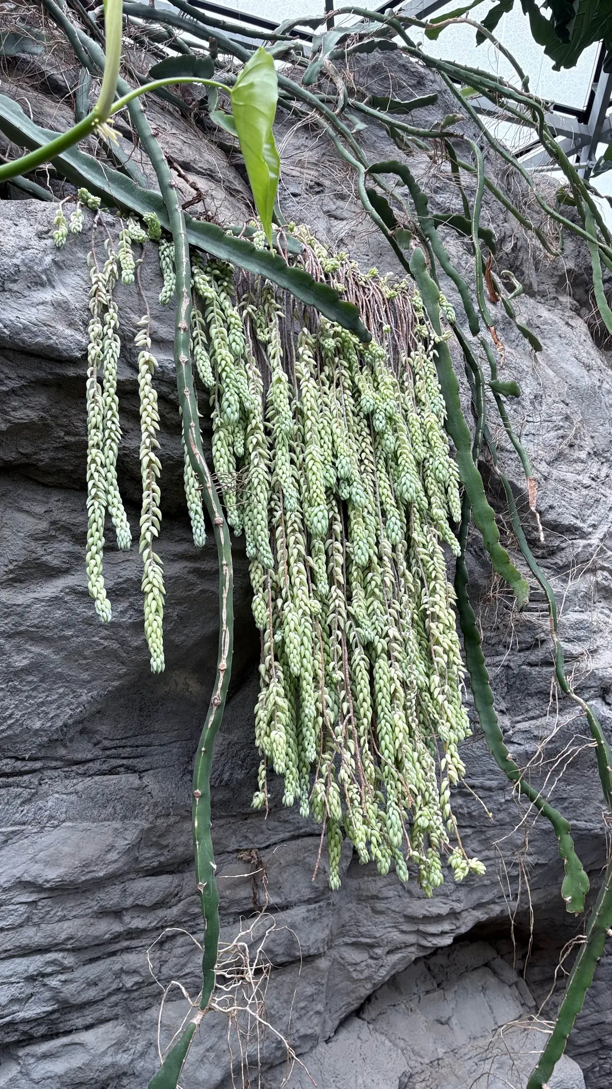 GUワントーンコーデで新宿御苑への画像_5