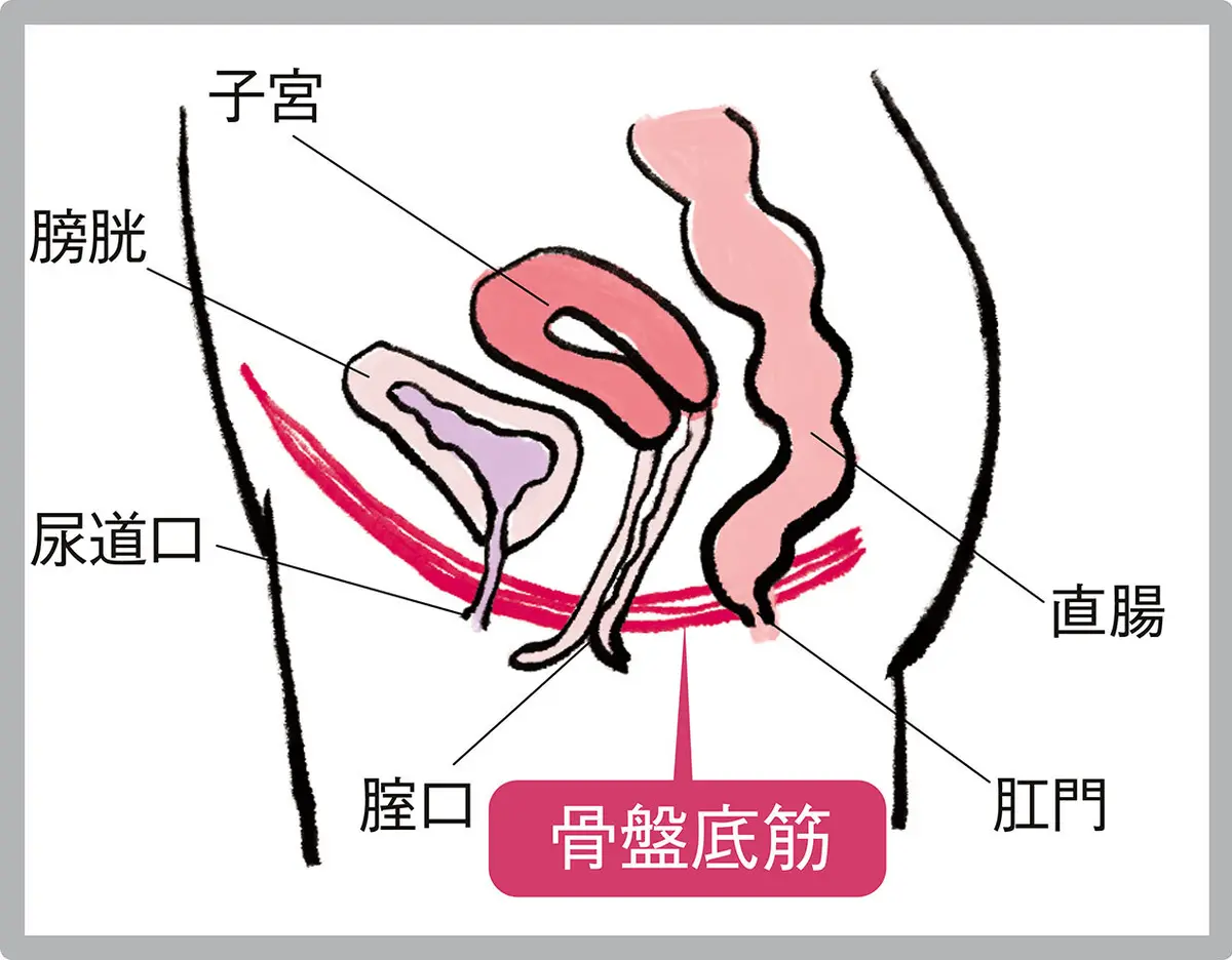 骨盤底筋イラスト