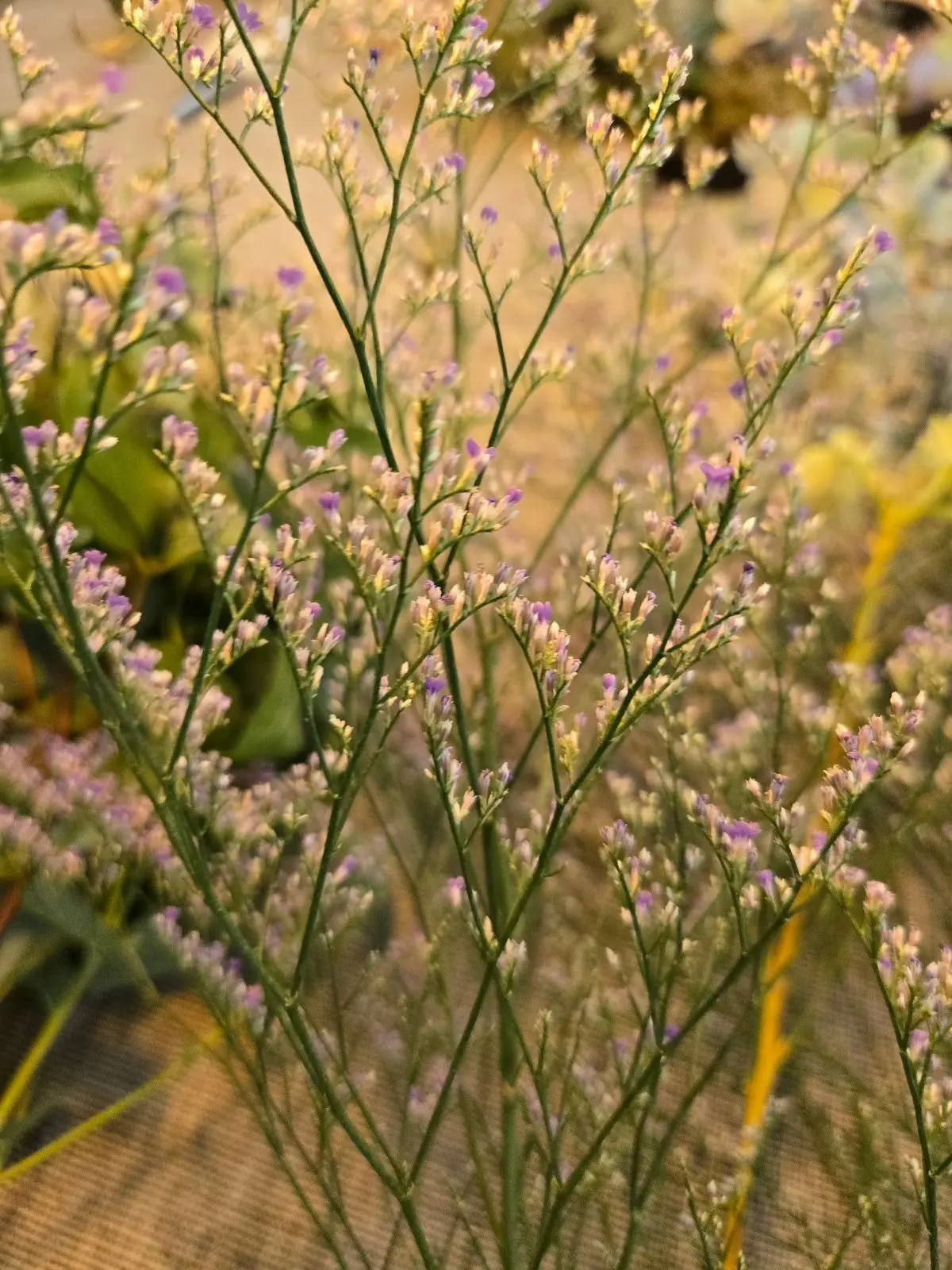 夕暮れ時の庭で、細い茎に淡いピンクと白の小さな花が咲く植物が複数立ち並ぶ様子。背景はぼやけており、茶色のシートが敷かれている。
