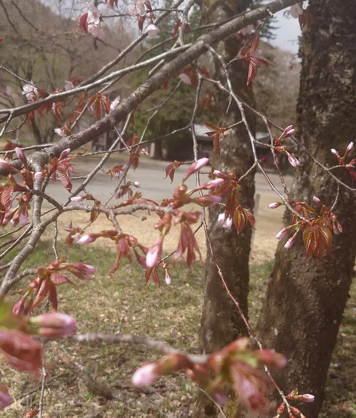 潟分校の桜の蕾