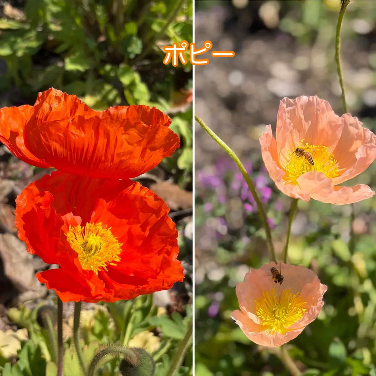 ときめく散歩道の画像_3