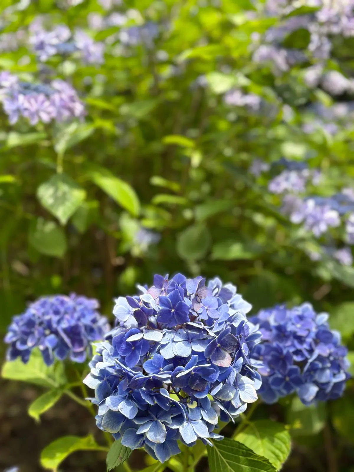 青いヒドランスの花が密集して咲き、緑の葉に囲まれている