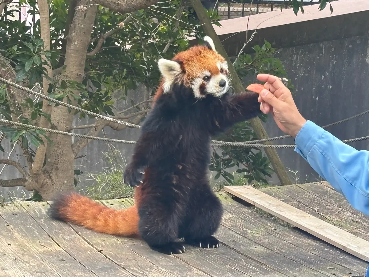 お猿のパンチくんに会いに🐒UNIQLOジの画像_2