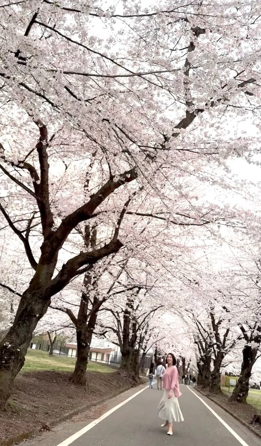 赤城南面千本桜