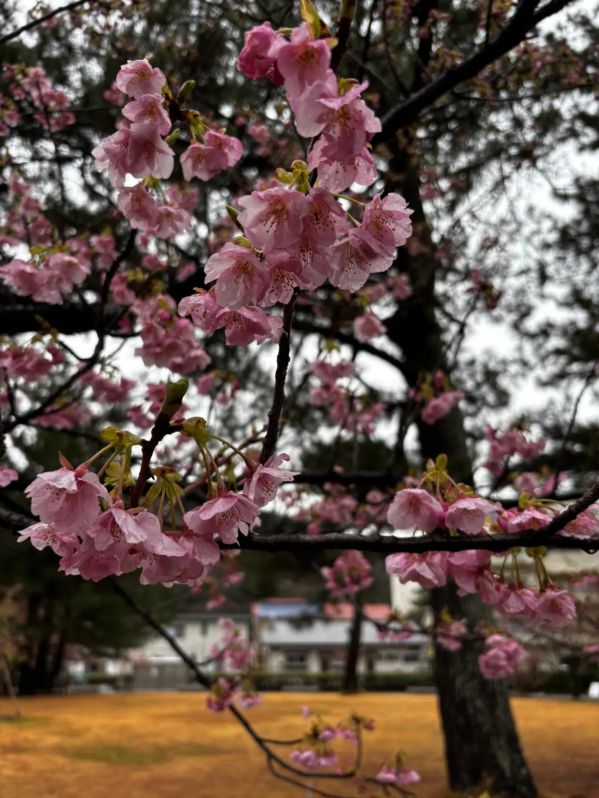 土肥桜