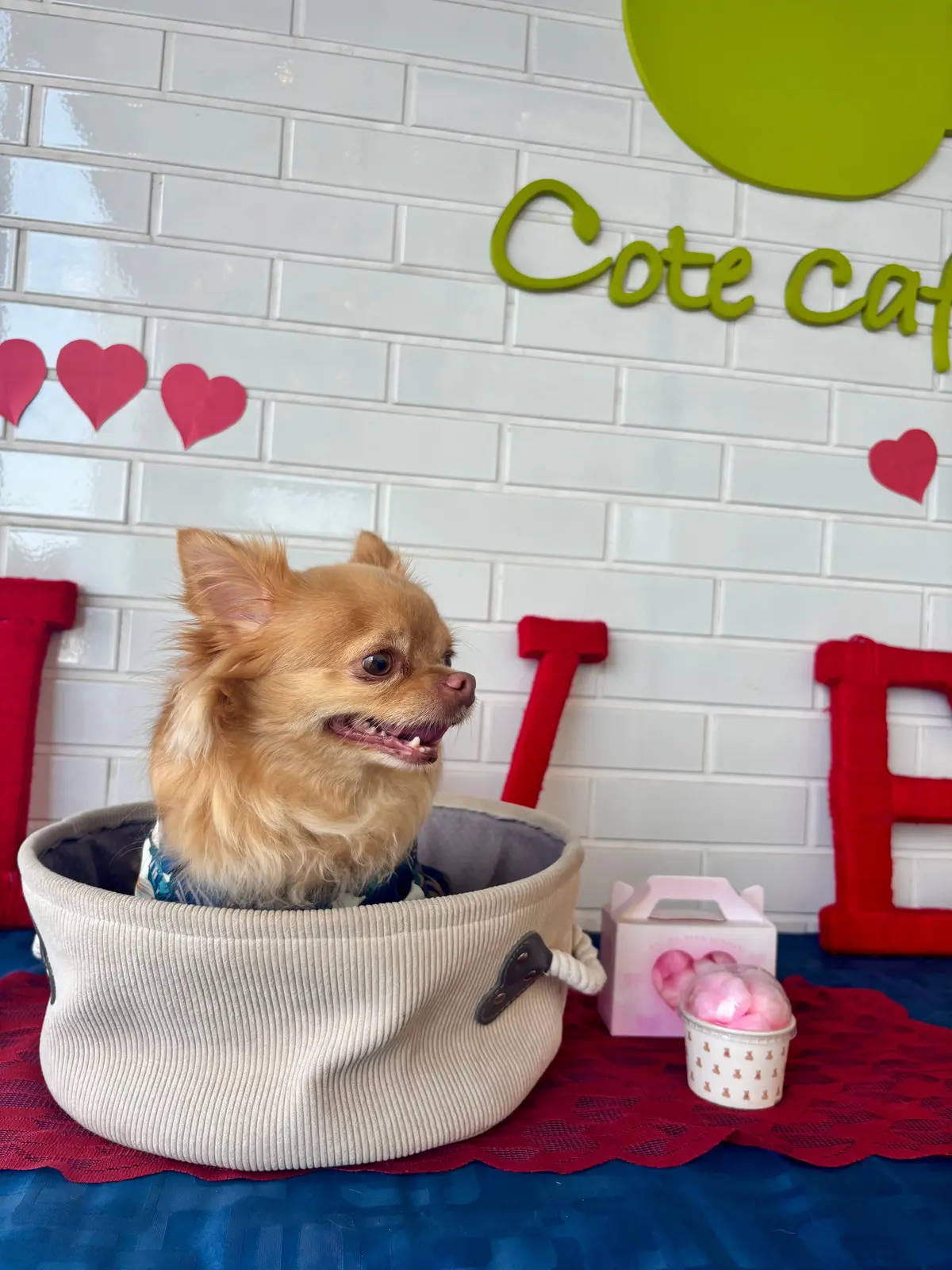 千葉へわんことおでかけ。ピクニックも楽しの画像_5