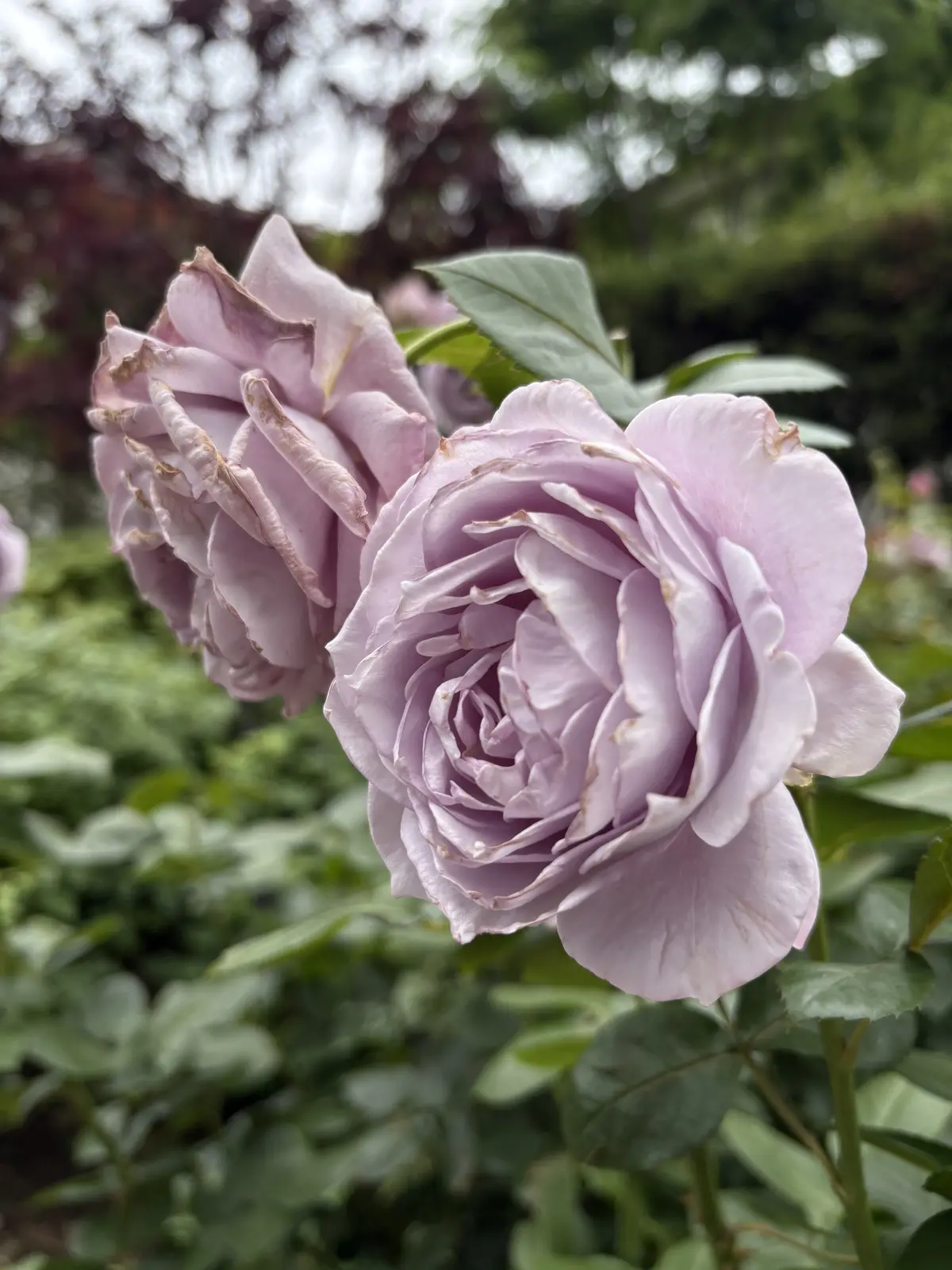 横浜山手西洋館巡りとお花を愛でにの画像_16