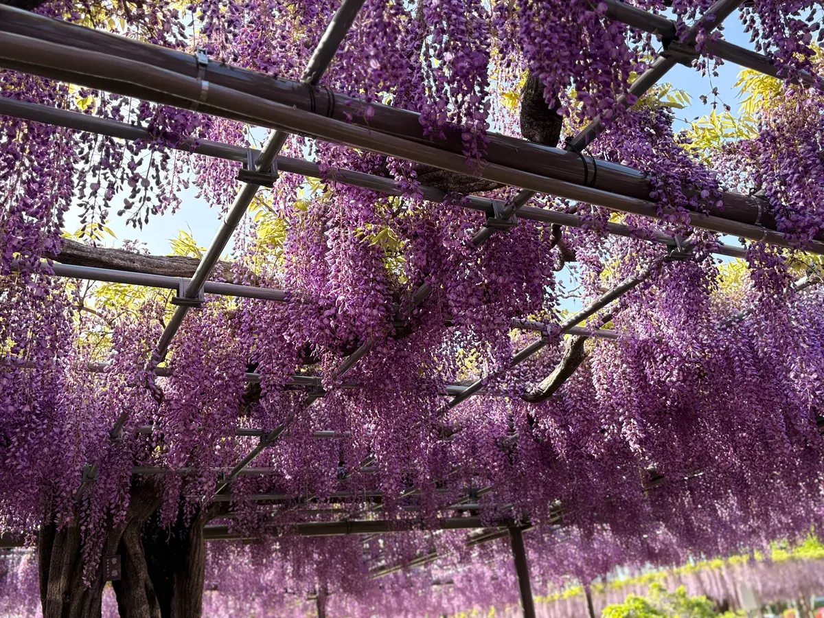 姉とふたり、笑いながら過ごした時間。の画像_4