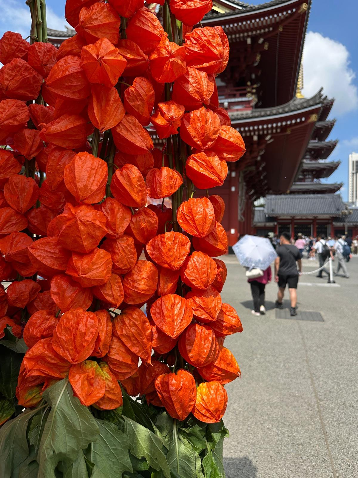 浅草寺　ほおずき市　四万六千日　お参り　縁日　お祭り　ほおずき　風鈴