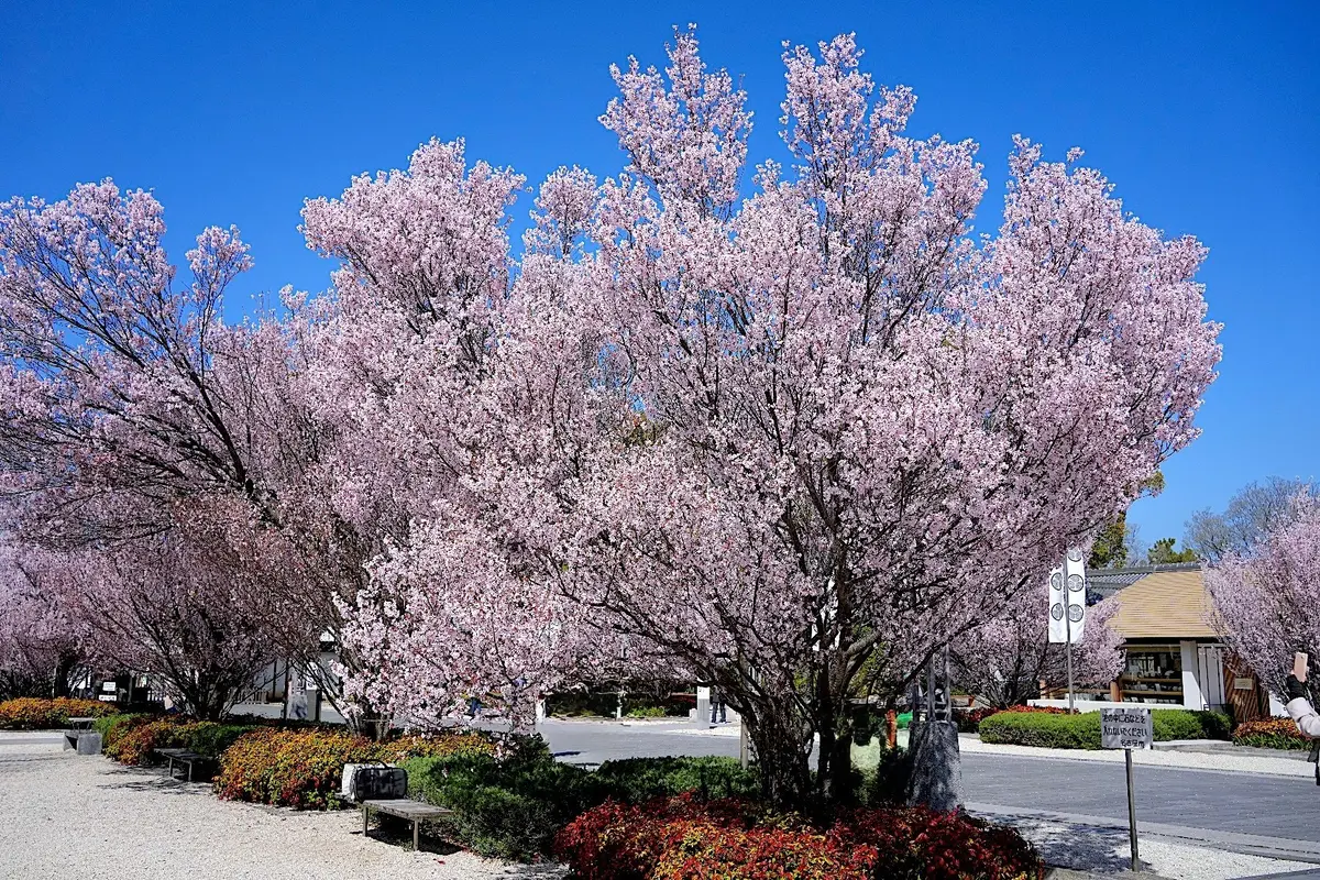 愛知県の桜の名所