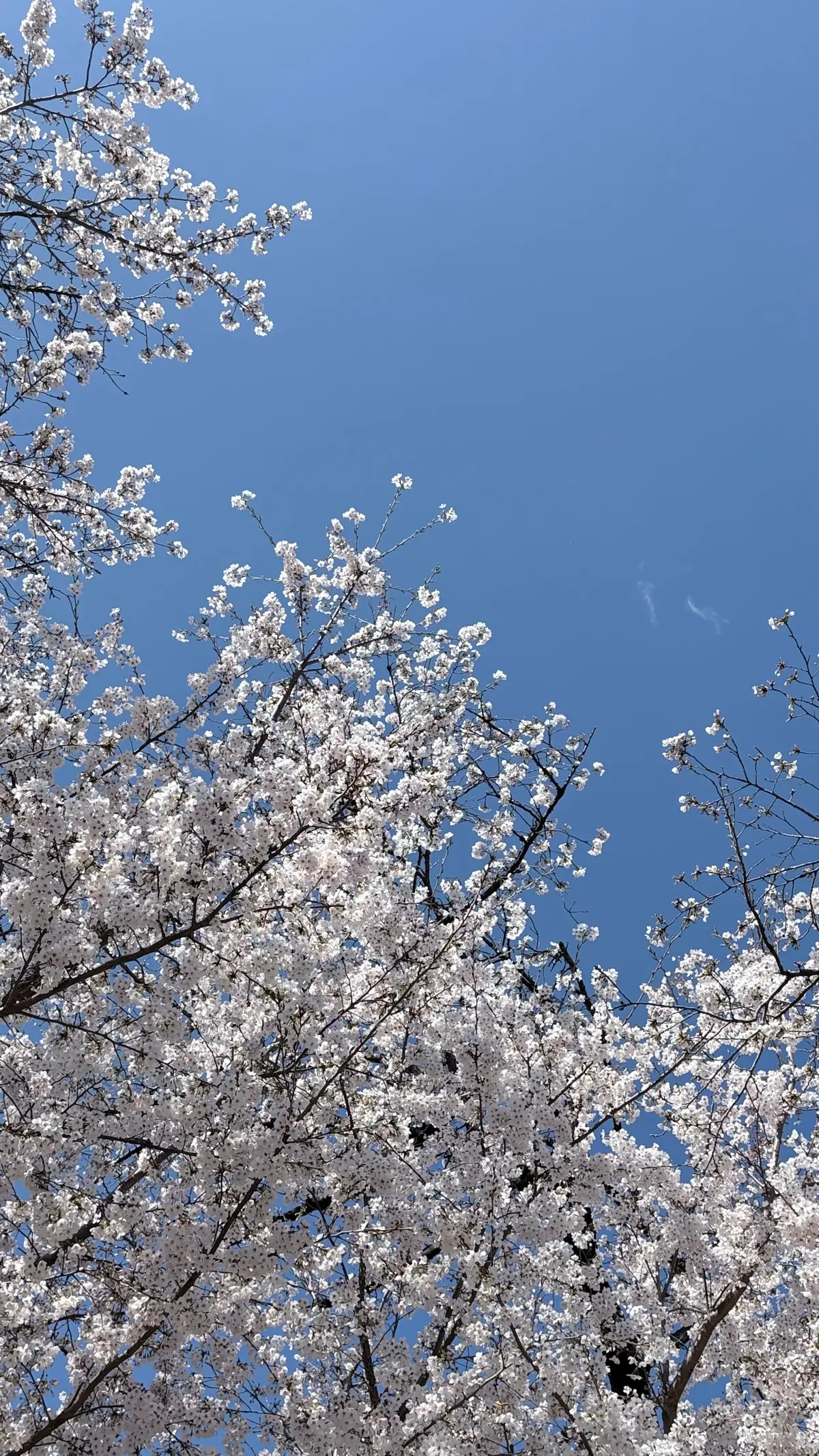 桜と青空のコントラストが美しい季節の画像_4