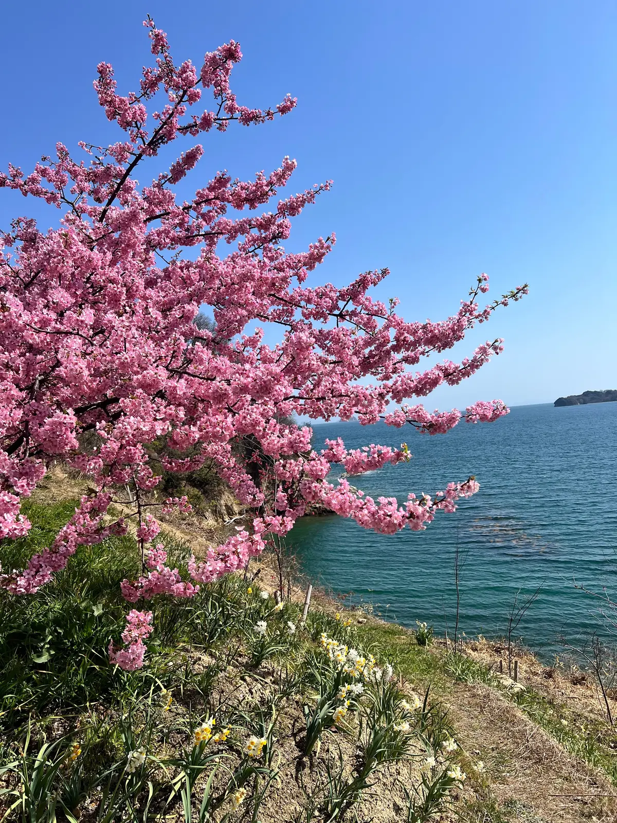 UNIQLOバレルパンツで河津桜、春の大の画像_2