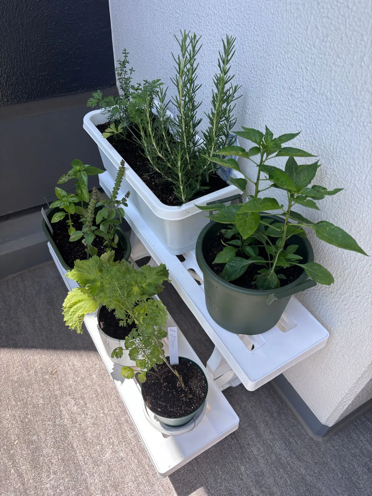 白いトレイと緑の鉢に植えられたハーブと野菜の植物が並ぶ。ローズマリー、セージ、トマト、キュウリ、ニンニクが確認できる。