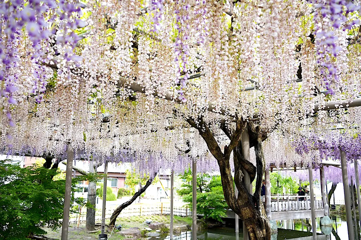 【愛知・津島】紫色と白の藤の花と、褒めらの画像_7