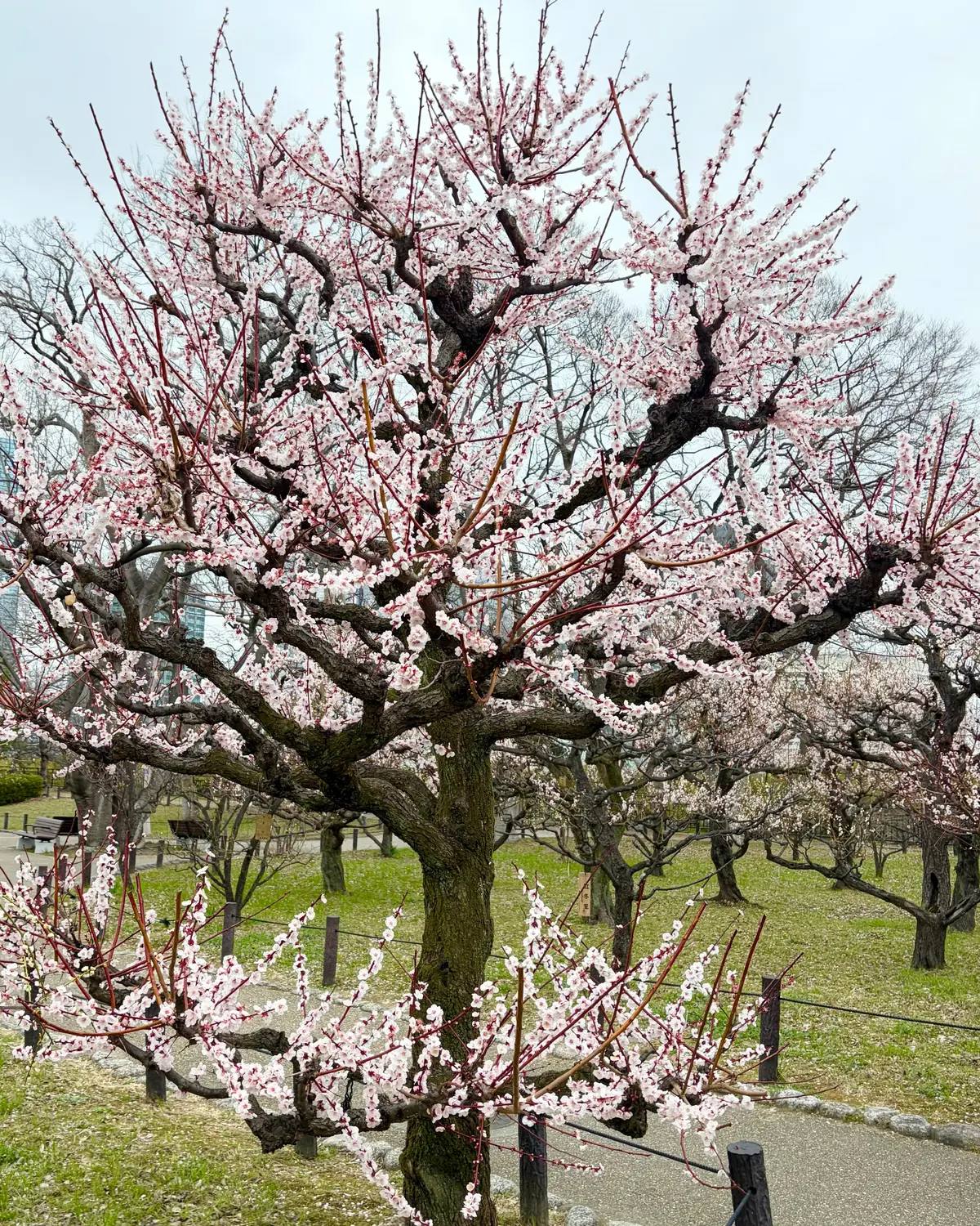 梅香る季節、ピンクのニットで春支度🌸の画像_4