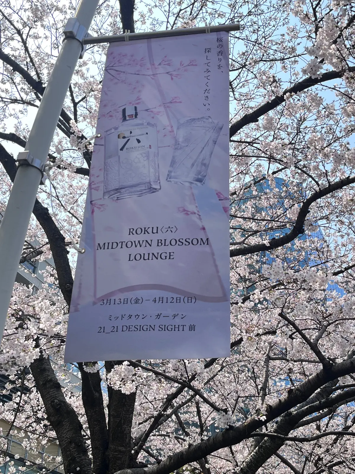 念願のお花見🌸🌸🌸の画像_1