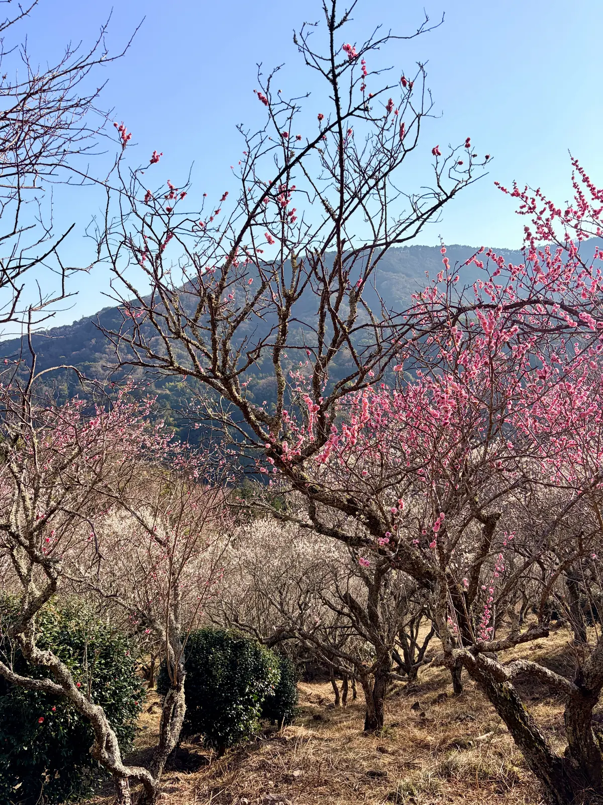 春の湯河原は、4000本の梅の花じゅうたの画像_3