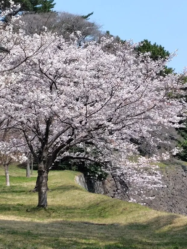 春の暖かさを感じて、皇居乾通り一般公開での画像_4