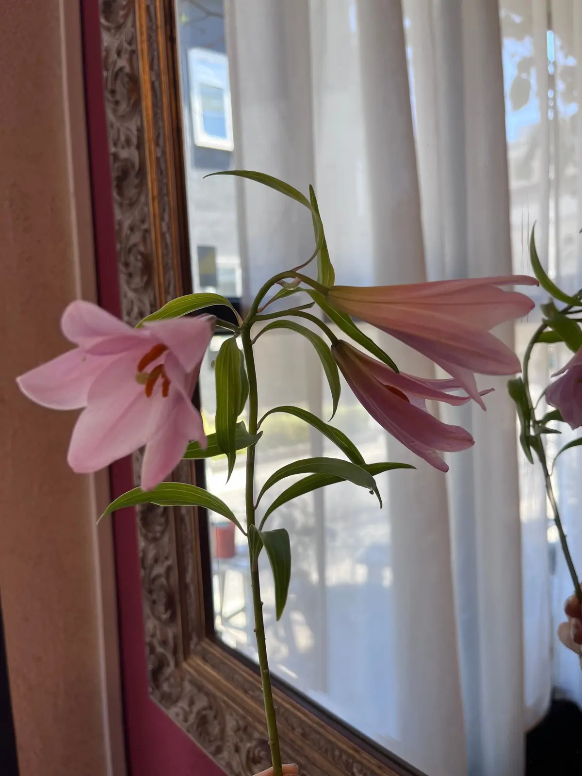 ピンクとオレンジのユリの花が緑の茎に咲いている