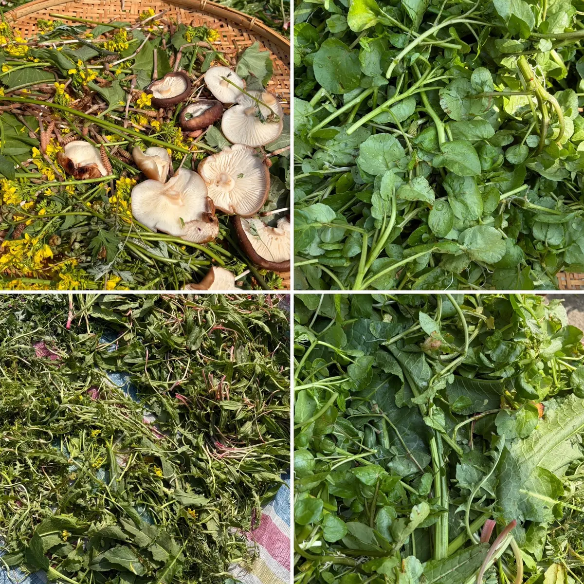 春のエネルギーを凝縮！野草で仕込む「春のの画像_8